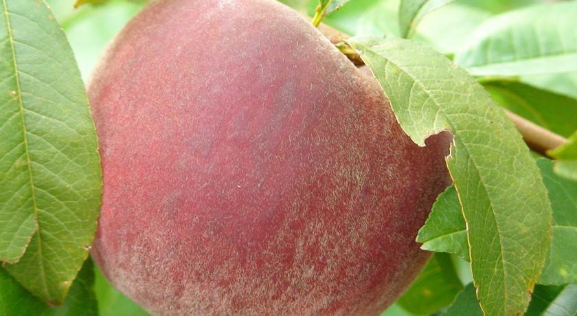 Гостиница Гостевой Дом на Уральской Геленджик-73